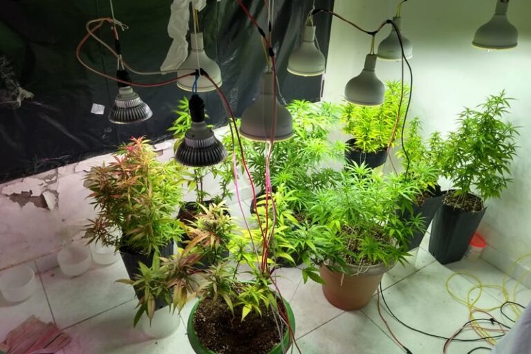 PM flagra cultivo ilegal de maconha em residência na cidade de Socorro