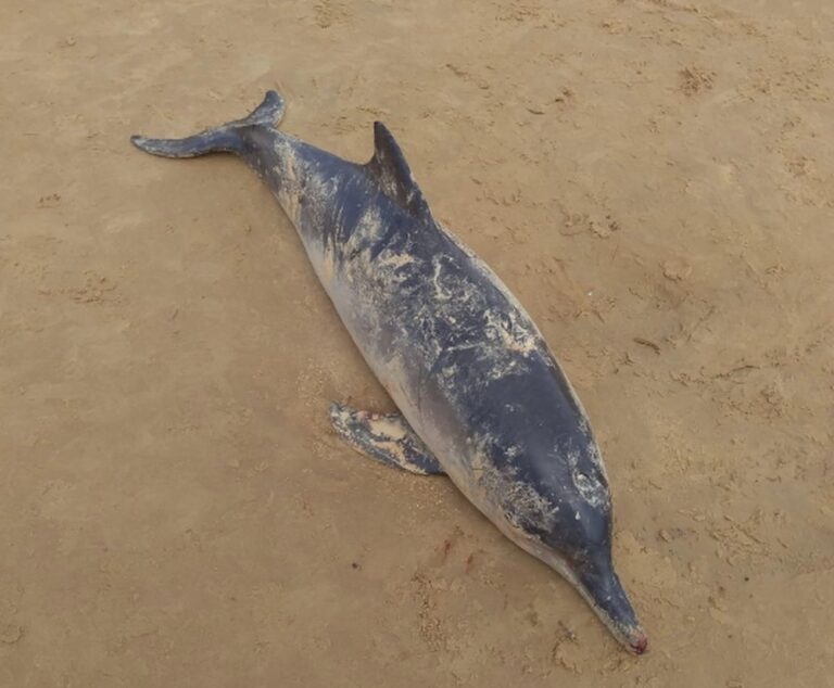 Boto-cinza é encontrado morto às margens da praia da Costa