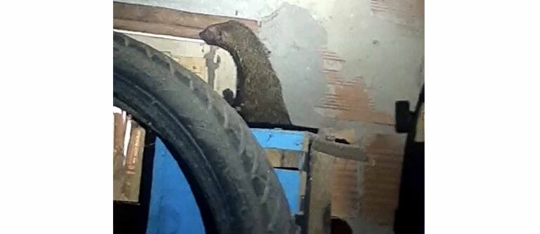 Raro e ameaçado de extinção, furão-de-patas-negras é resgatado pela Adema