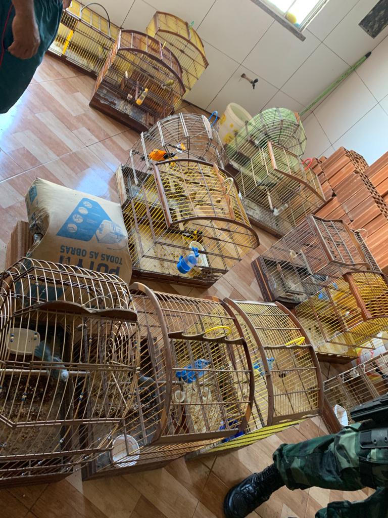 PM flagra cativeiro ilegal de aves silvestres no bairro Aeroporto