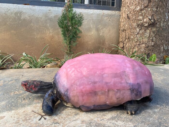 UFS desenvolve tratamento pioneiro para reconstrução de cascos de jabutis