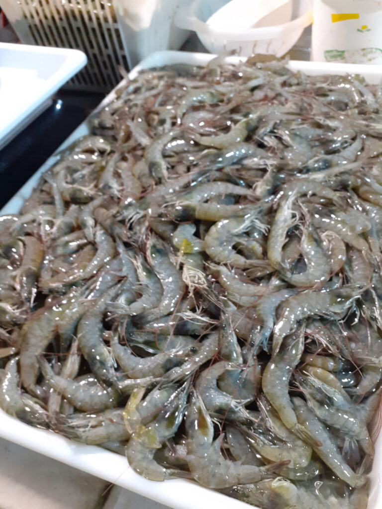 Três pontos são disponibilizados em Aracaju para venda de peixes e frutos do mar