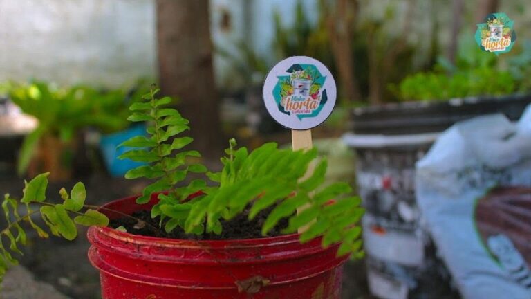 Projeto “Minha horta colorida” une reciclagem e desenvolvimento social