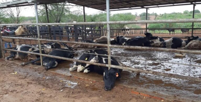 PC vai investigar morte de 14 vacas em Poço Redondo
