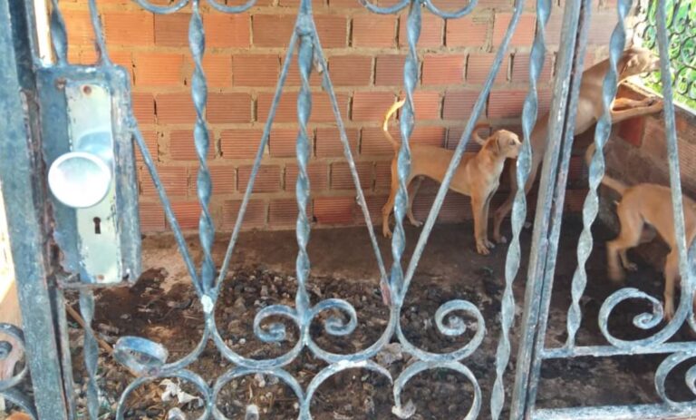Lavrador é preso em flagrante por maus tratos a animais
