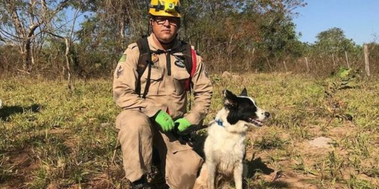 Cadela que esteve em Brumadinho participa de buscas a Lázaro