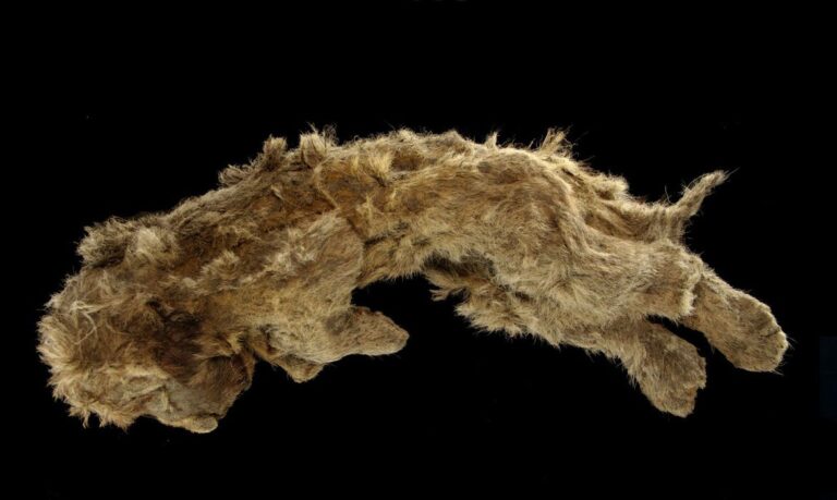 Filhote de leão das cavernas encontrado congelado tem 28 mil anos