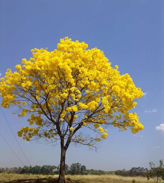 Primavera tem início às 16h21 desta quarta-feira, 22