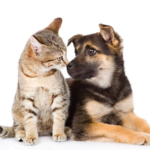 Cães e gatos: por que não podem receber os mesmos cuidados de saúde