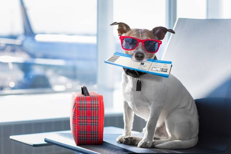 Animal não é bagagem: mortes recentes de cachorros acendem alerta para transporte aéreo de pets