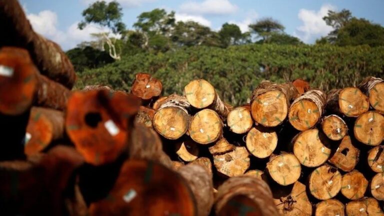 MPF abre inquérito sobre exploração de madeira em terras indígenas