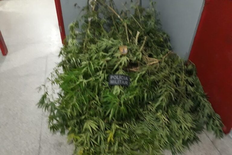 PM apreende mudas de maconha no Povoado Tijuquinha