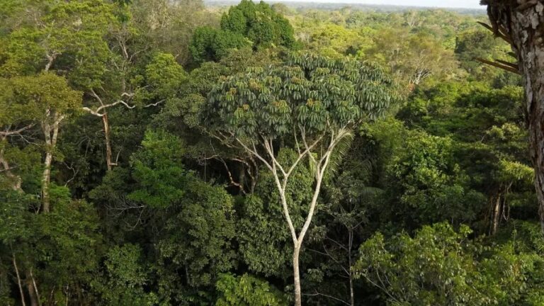 Amazônia Legal: desmatamento cai 61% em janeiro