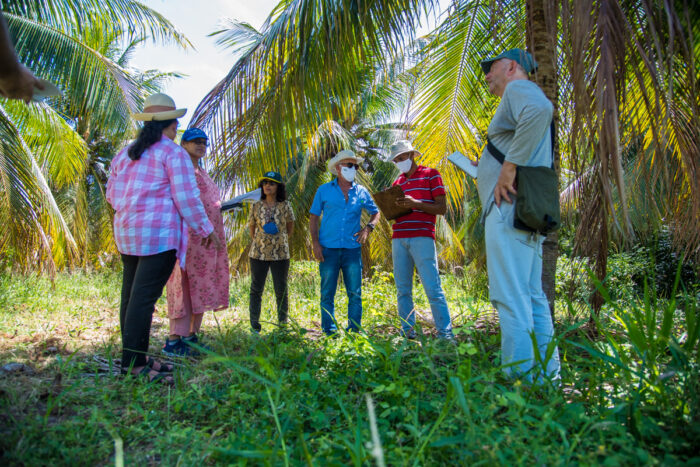 Pesquisadores estrangeiros visitam SE para avaliar banco genético de coco