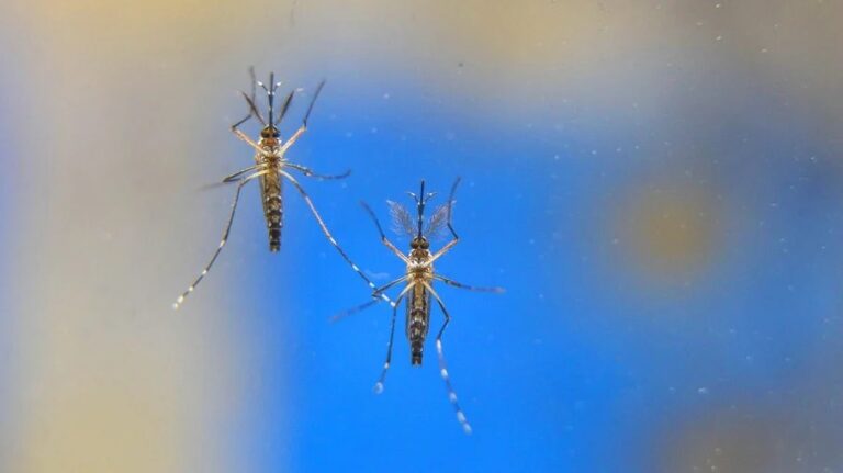 Cientistas mostram preocupação com possível nova variante do zika