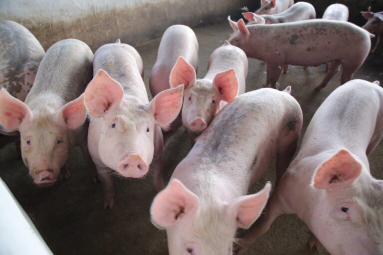 China volta a enfrentar surto de peste suína