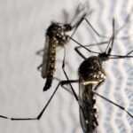 Saiba a diferença entre pernilongo e mosquito da dengue