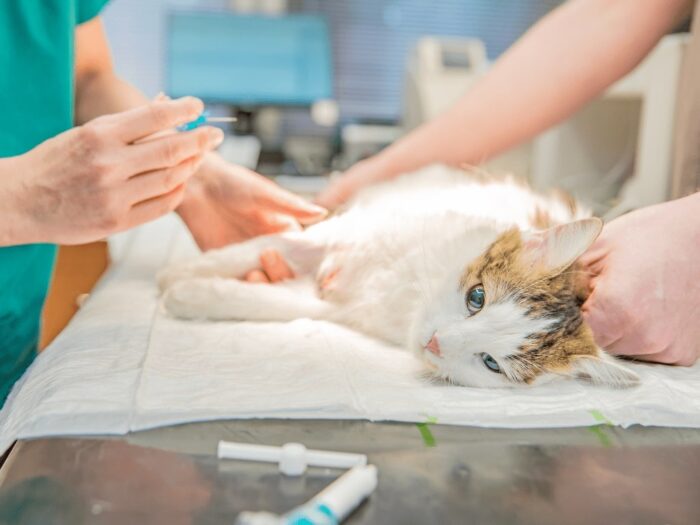 Castração evita gestação indesejada e contribui para manutenção de saúde dos felinos