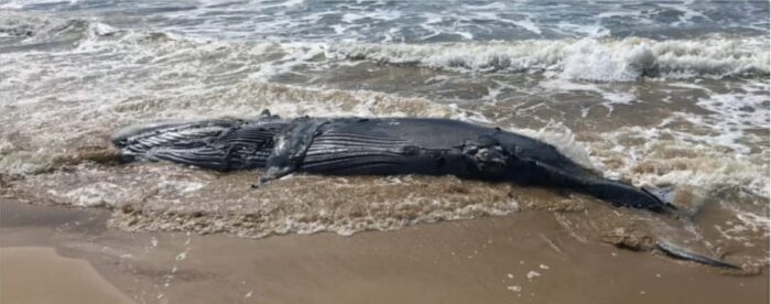 Baleia jubarte encalha na praia da Coroa do Meio, em Aracaju