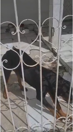 Tutor muda de endereço e deixa cachorro para trás