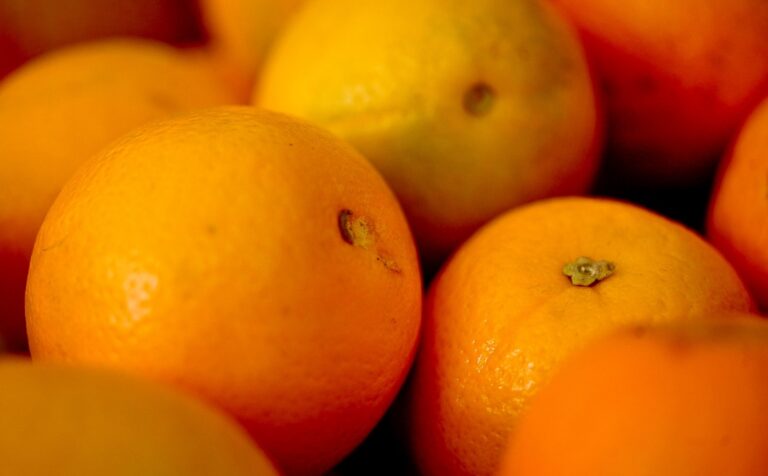 Pesquisa da UFS transforma casca de laranja em alternativa contra o Aedes Aegypti
