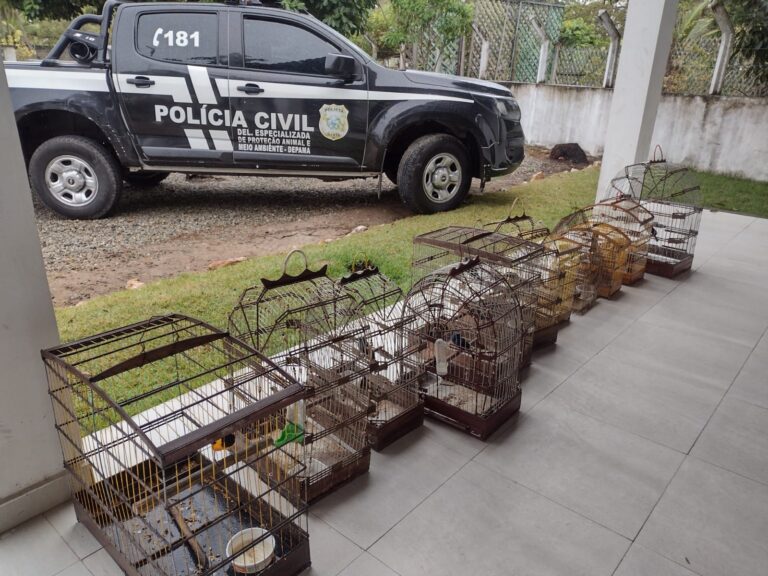 Polícia Civil apreende aves silvestres mantidas em cativeiro