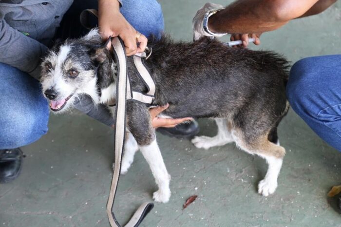 Campanha antirrábica para cães e gatos começa na segunda