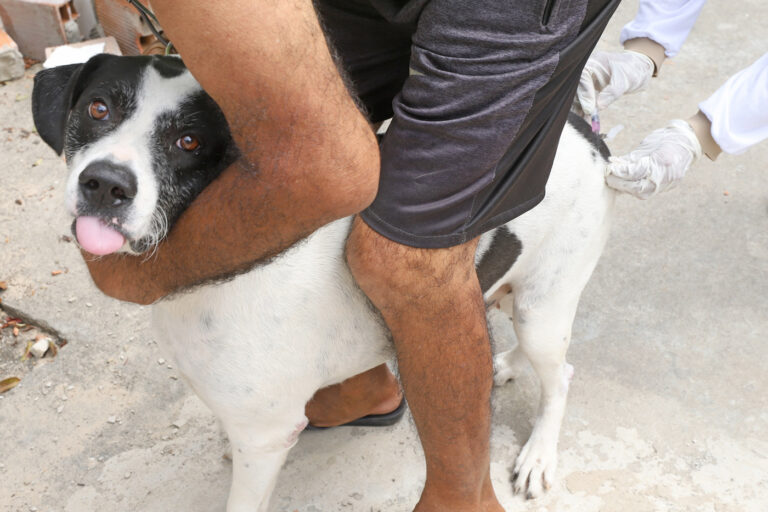 Campanha antirrábica terá 29 Postos Fixos na capital