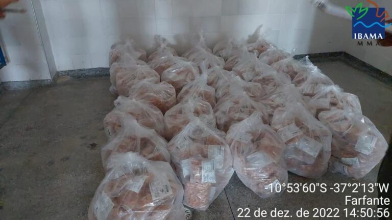 PF e Ibama apreendem 470kg de camarão
