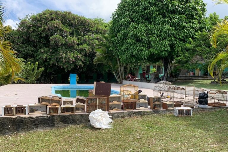 Polícia Militar apreende mais de 100 aves em Itabaiana
