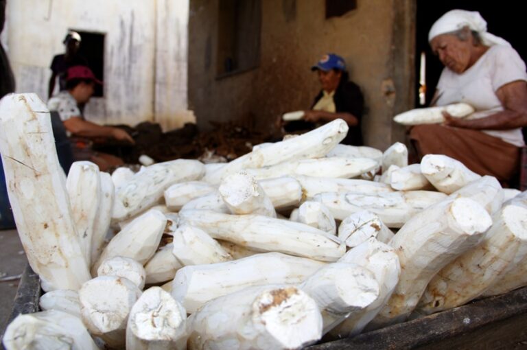 Prodeter apoia produção de bioinsumos à base de mandioca em Lagarto