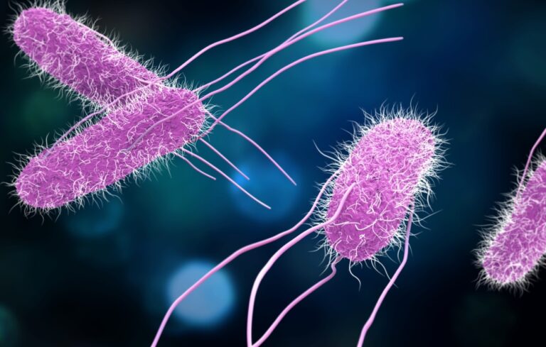 Especialista alerta sobre perigos das infecções por Salmonella