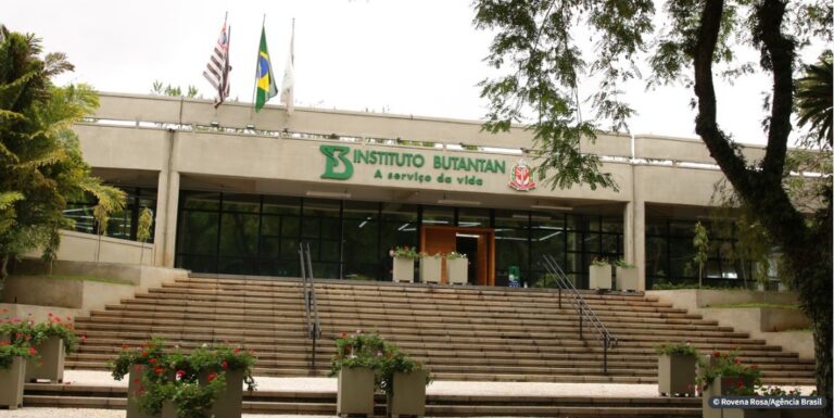 Vacina contra a dengue do Butantan atinge eficácia de 79,6%