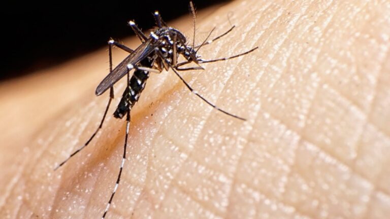 CTNBio aprova biossegurança de vacina contra a dengue