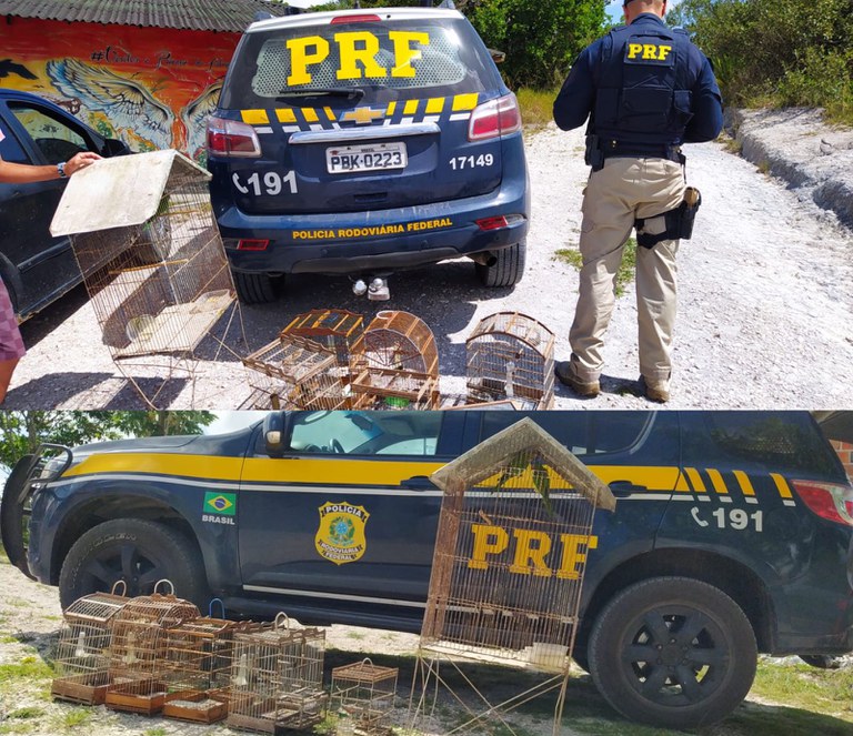 PRF resgata 37 pássaros silvestres na BR-235