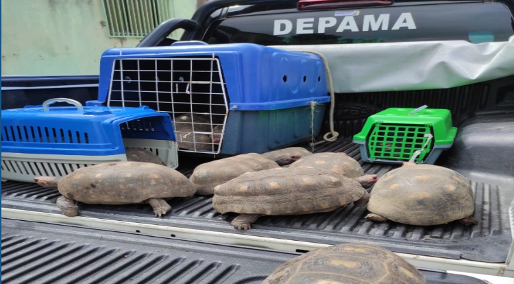 Depama resgata mais de 80 animais mantidos em condições de maus-tratos