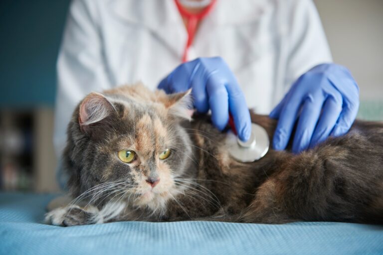FIV e FeLV: entenda como essas doenças podem prejudicar a saúde dos felinos