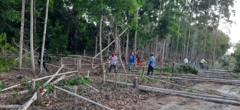 Justiça manda desocupar área da Suzano invadida pelo MST na Bahia