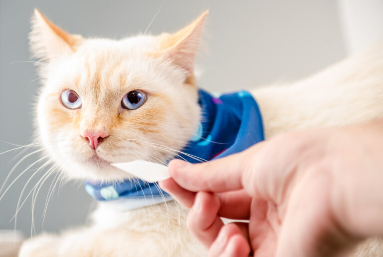 Como prevenir e identificar doenças gastrointestinais em animais de estimação