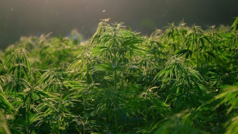 Justiça Federal em Sergipe dá permissão inédita para cultivo de cannabis no Brasil