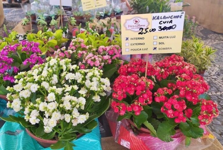 Feira de Flores de Holambra chega a Aracaju