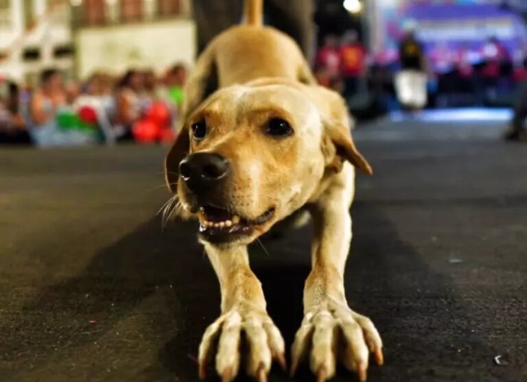 Cachorrinho caramelo que viralizou no carnaval do Recife é adotado