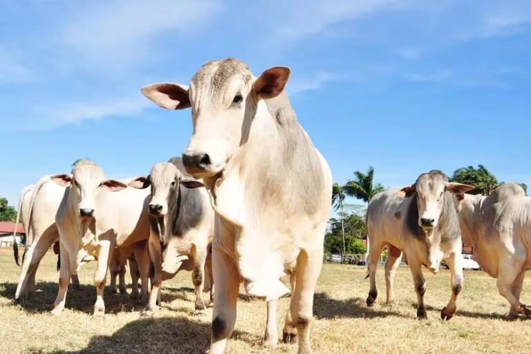 Agricultura afirma que caso de ‘vaca louca’ no Pará é atípico e pede retorno de exportações