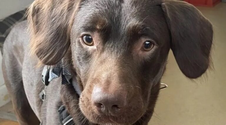 Labrador alcoólatra é o primeiro cachorro a ser tratado por vício no Reino Unido