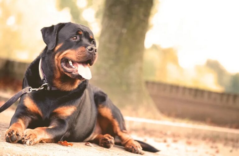 Por que cães grandes não vivem tanto quanto os pequenos?