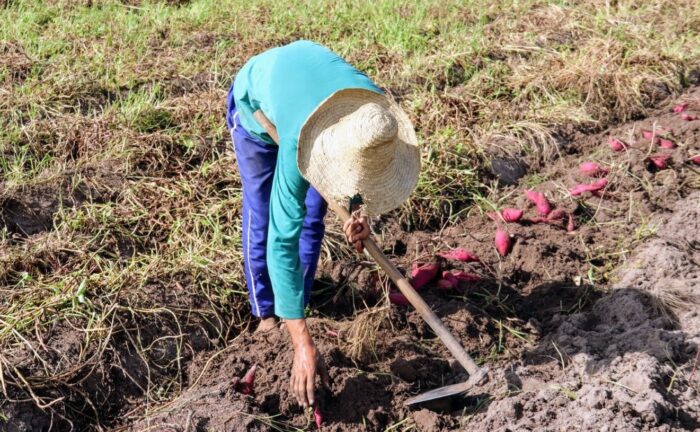 Batata-doce é o cultivo preferido no perímetro irrigado em Lagarto