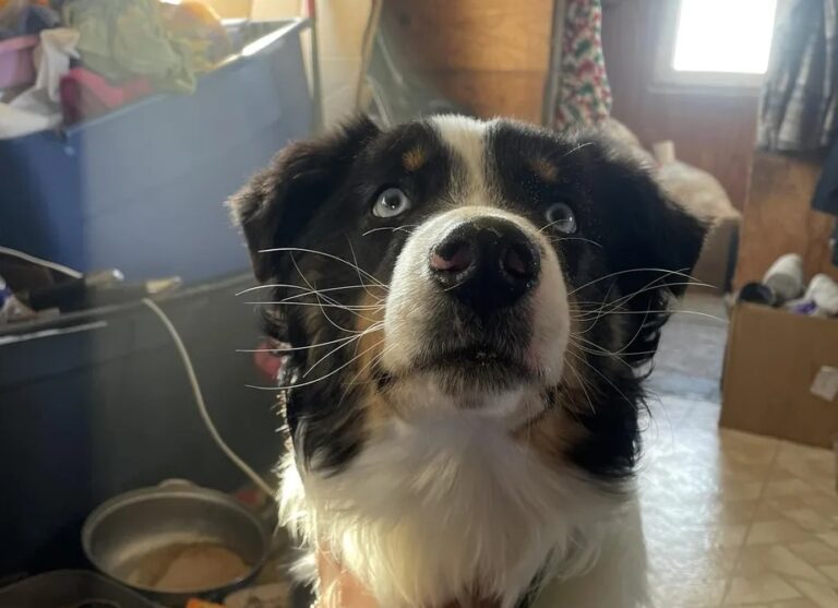 Cão volta para os donos após um mês perdido a 240km de casa, no Alaska