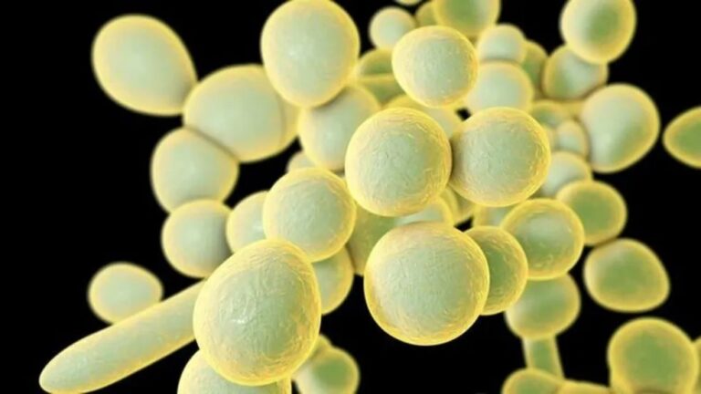 Pernambuco confirma quarto caso de Candida auris em 2023