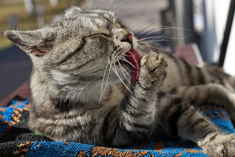 Diarreia persistente e vômito acendem alerta para doenças intestinais em felinos