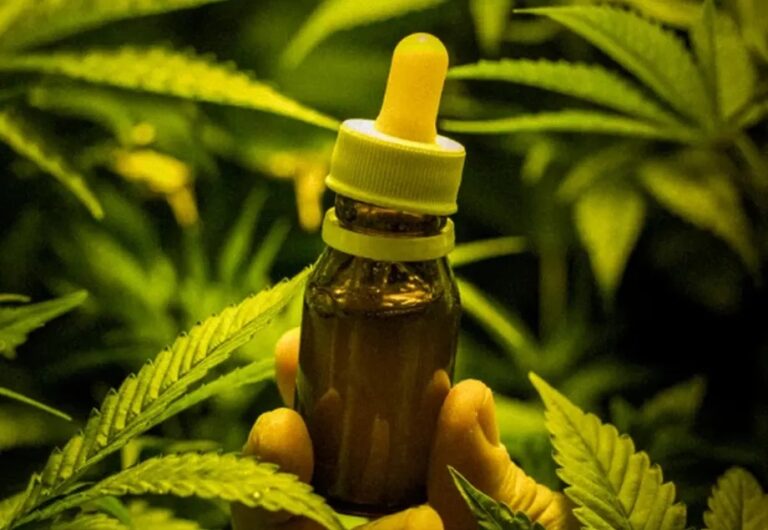 Liberação da cannabis avança na Anvisa e na Justiça